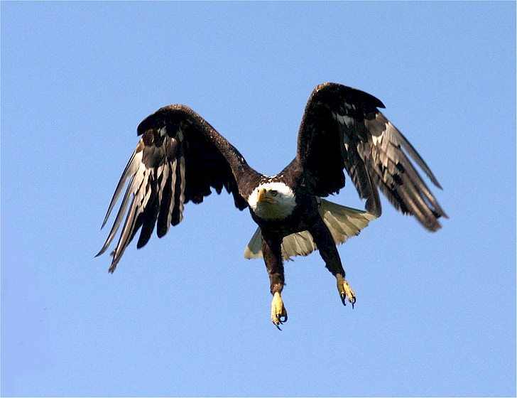 Aquila calva, volo, natura, uccello, di volo, fauna selvatica, americano
