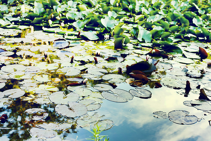 연못, 물, 그린, 부동 pondweed, potamogeton natans, 부동 펀, salvinia natans