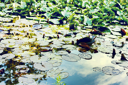 pond, water, green, floating pondweed, potamogeton natans, floating fern, salvinia natans