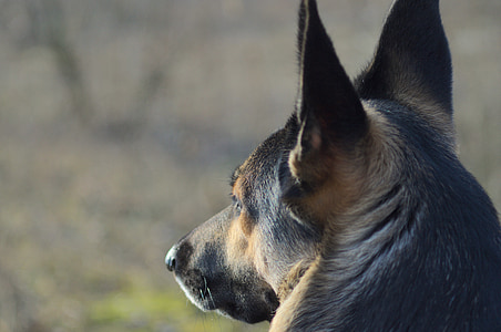 pies, Owczarek niemiecki, zwierzętom, zbliżenie, Widoki, najlepszy przyjaciel człowieka