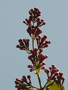 liliowy, Lilak pospolity, krzewów ozdobnych, Bush, roślina, światło, Violet