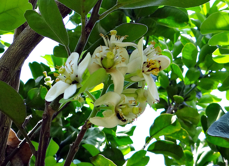 pamplemousse, fleur, Citrus paradisi, subtropicaux, agrumes, fruits, Karnataka