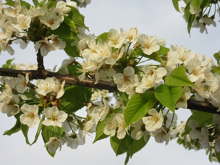 vyšnių žiedai, gėlės, balta, balti žiedai, medis, pavasarį, filialas