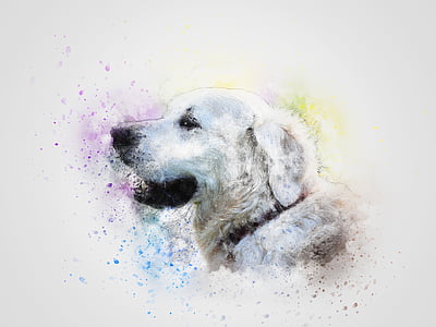 dog, pet, white, art, abstract, retriever, animal
