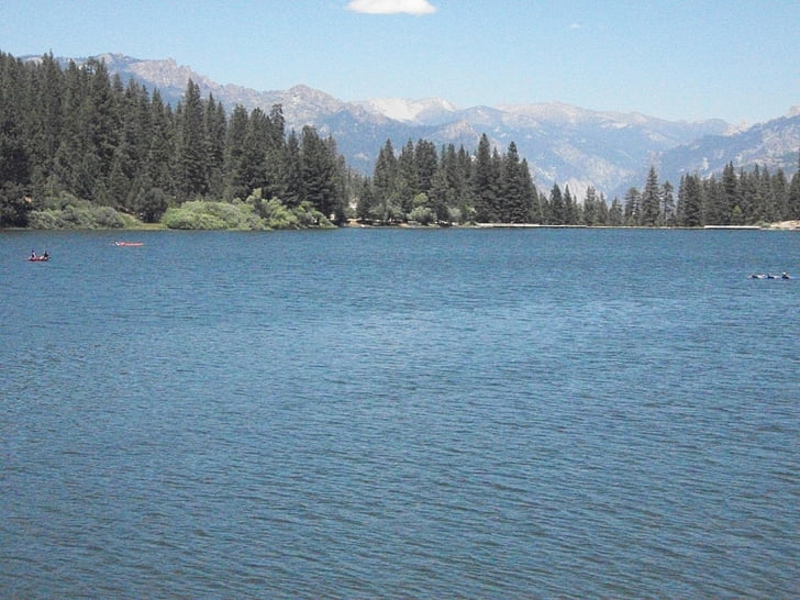 blu, oceano, montagna, Valle, foresta, alberi, pianta
