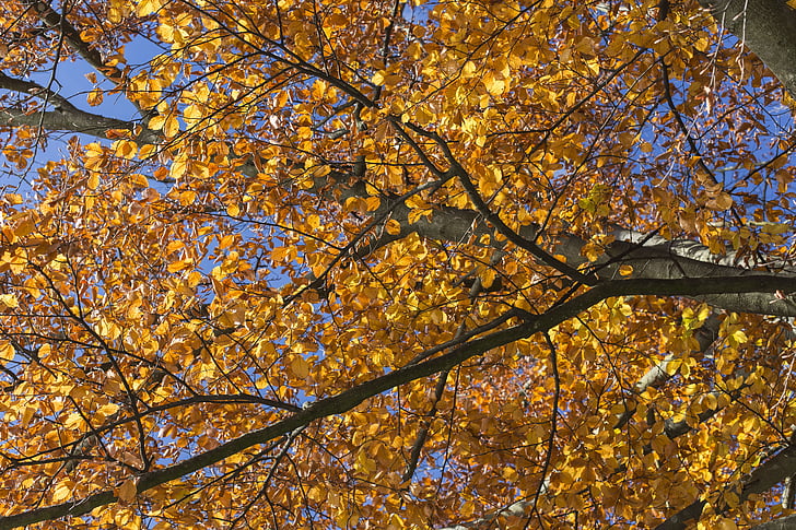 hösten, sent på hösten, lämnar, färg, höstfärg, naturen, falla lövverk