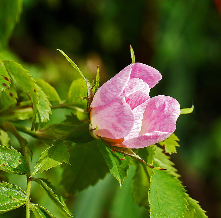 rose Μπους, άνθος, άνθιση, Διακριτικό, ροζ, άγριο φυτό, θάμνοι