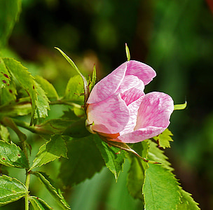 布什玫瑰, 开花, 绽放, 特色, 粉色, 野生植物, 灌木丛