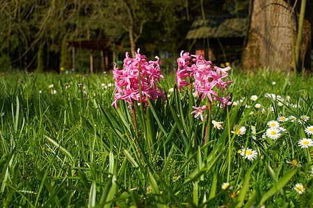 hyacint, blommor, blå, naturen, Anläggningen, trädgård, våren
