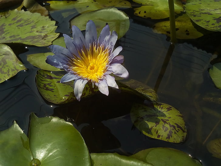 Lotus, el Lotus leaf, natura, Conca de Lotus, plantes d'aigua, Bua prohibició, flors