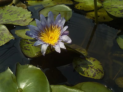 Lotus, lootuksenlehti, Luonto, Lotus basin, vesikasveja, Bua ban, kukat