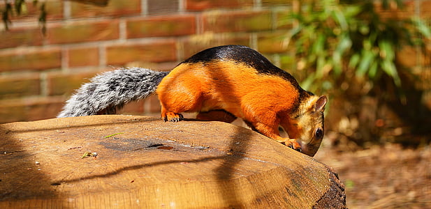 écureuil, écureuil rotflanken-coloré, orange, noir, mignon, fermer, éveillé