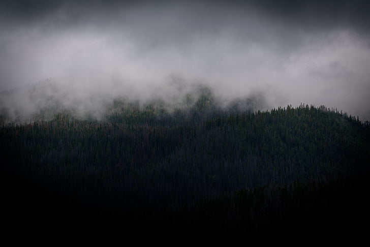 loài cây lá kim, tối, cây thông, sương mù, sương mù, rừng, mơ hồ