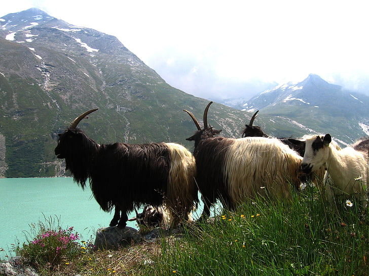 mountains, goats, view, mountain lake, animal, nature, mountain