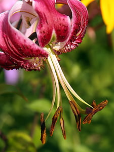lirio de gorro de Turco, Lilium martagon, lirio de lirio del gorro de Turco, flor flor, rojo, planta, flora