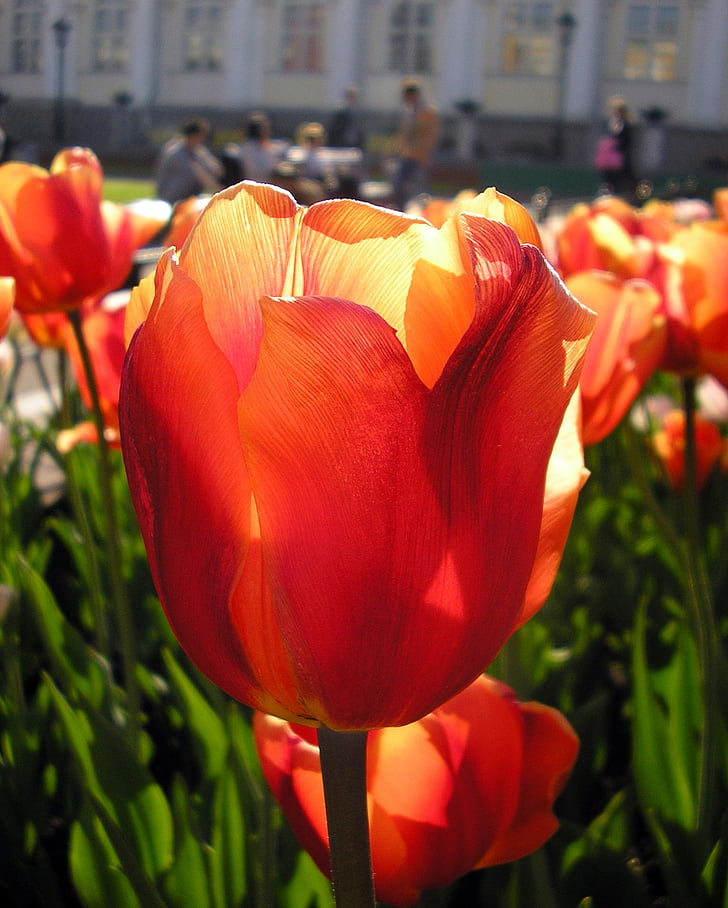 Tulip, macro, ville, fleurs de printemps, printemps, pétale, fleur de jardin