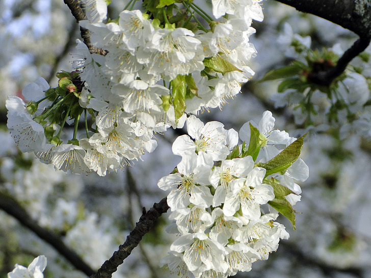 češnjev cvet, cvetje, češnja, pomlad, bela, drevo, roza