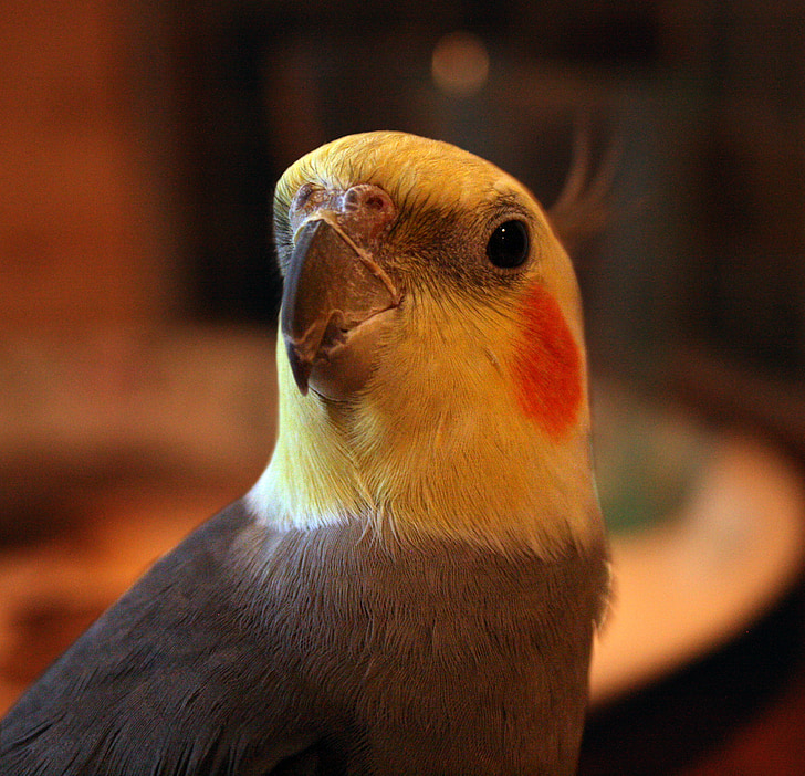 nimfa (ptak), ptak, Ptaki domowe, żółty, pomarańczowy, szary, frędzel