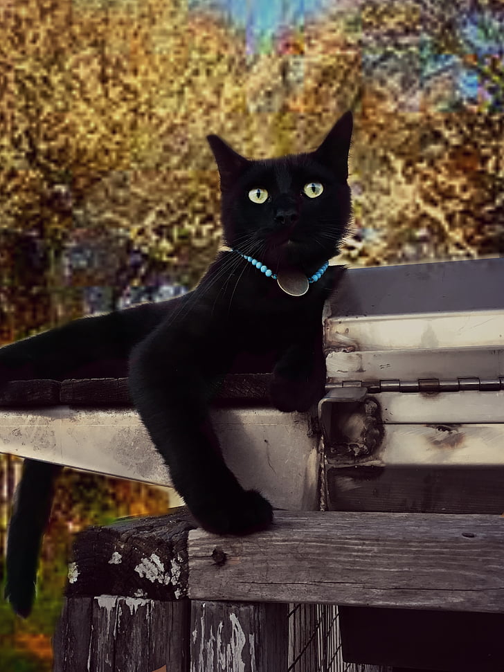 katė, juodas kailio, vidaus, žaismingas, gelbėjimo, mielas, atsisakyta