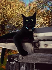 кішка, чорного хутра, вітчизняних, грайливий, рятувальні, Симпатичний, покинуті