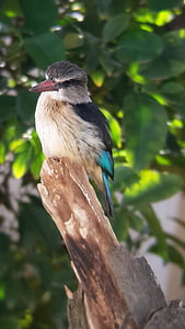Kingfisher, vták, Príroda, zviera, voľne žijúcich živočíchov, lietať