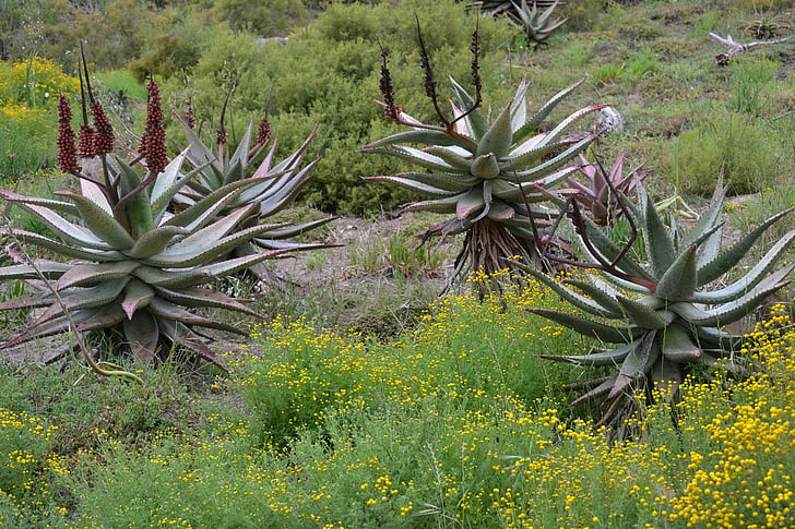 Aloe, Sudáfrica, desierto, África, Breede, naturaleza, planta