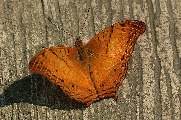 pillangó Cruiser, rovar, szárnyak, gyönyörű, közeli kép:, makró, fa