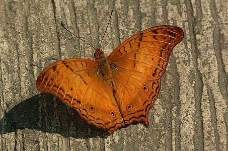 borboleta do cruzador, inseto, asas, linda, close-up, macro, árvore