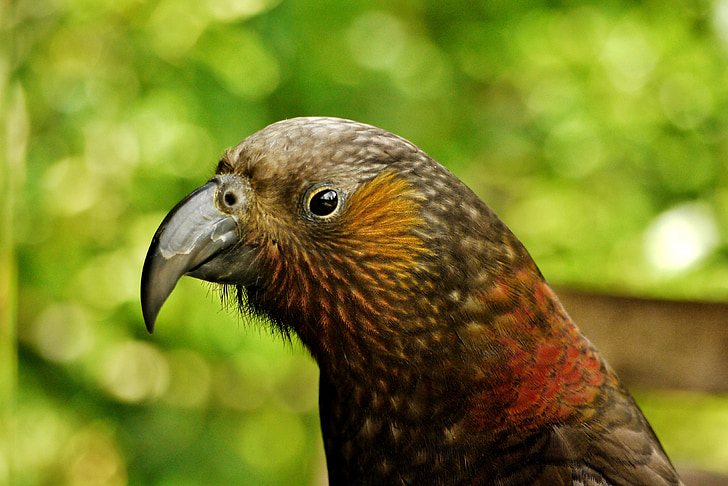 pták, Nový Zéland, sledování, Papoušek, zobák, hnědá