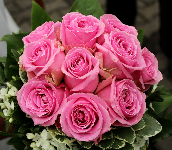 roser, blomster, Pink