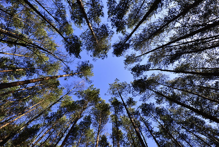 forests, sky, foliage, from the bottom of the, green, landscape, spring