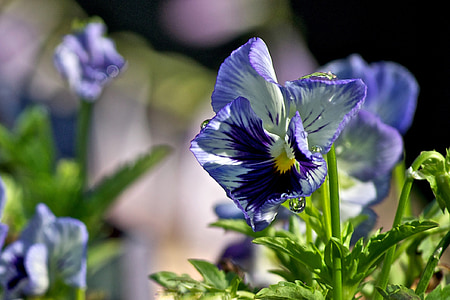 pansy, flower, purple, plant, floral, nature, violet