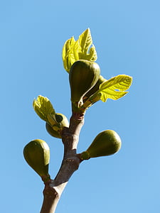 figy, figovník, ovocie, reálny zbabelec, figové listy, strom, pobočka
