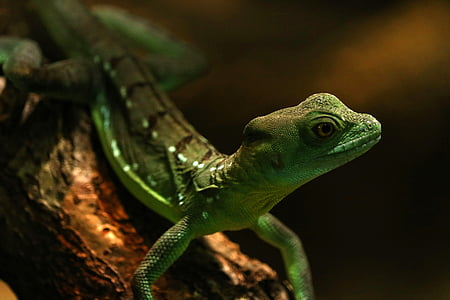 gecko, zoo, green, lizard, reptile, terrarium, climb