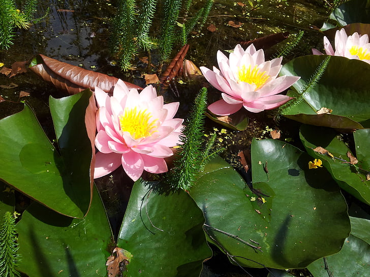 pink, blossom, bloom, pond, summer, aquatic plant, nature
