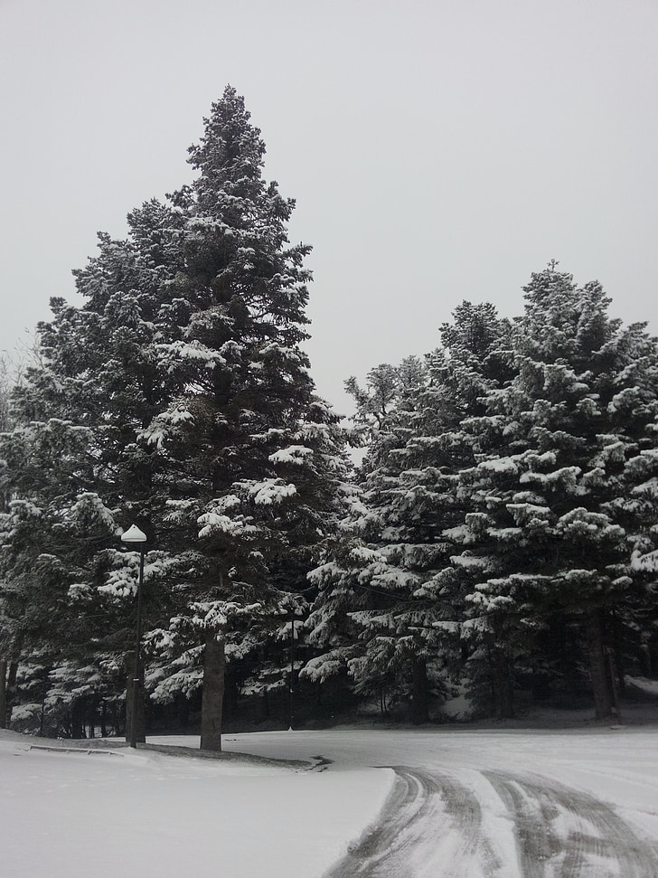 снег, дерево, Зима