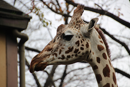 dier, dierentuin, Giraffe, dieren in het wild, natuur, Afrika, Safari dieren