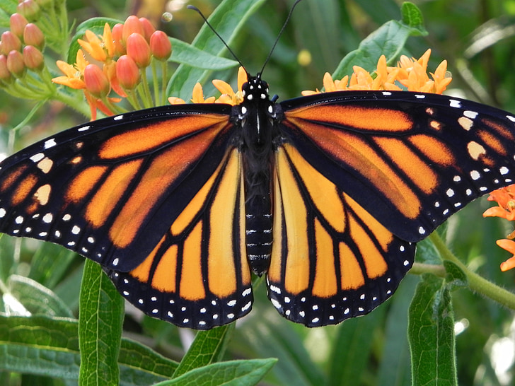 Monarch motýl, oranžový květ, hmyz, motýl, volně žijící zvířata, Monarch, Lepidoptera