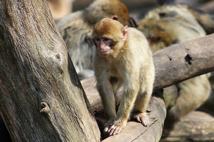 singe, Macaque, Zoo chomutov, gamme, brun, animal, mammifère