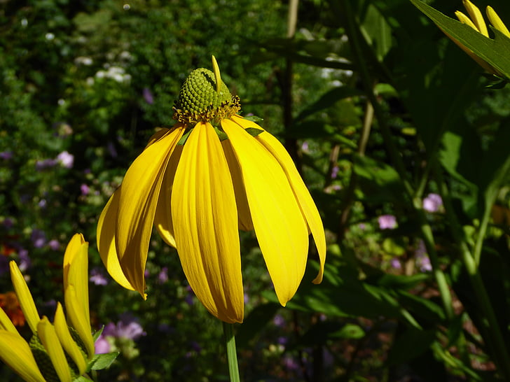 Летний цветок, желтый, цветочный сад, закрыть, яркий, конце лета, Природа