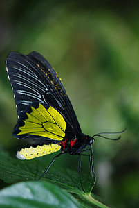 vlinder, insect, vleugel, dieren in het wild, bug, helder, kleine