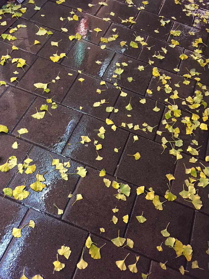 liść, Żółte liście, jesień, deszcz, chodnik