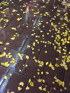 list, žluté listy, podzim, déšť, chodník
