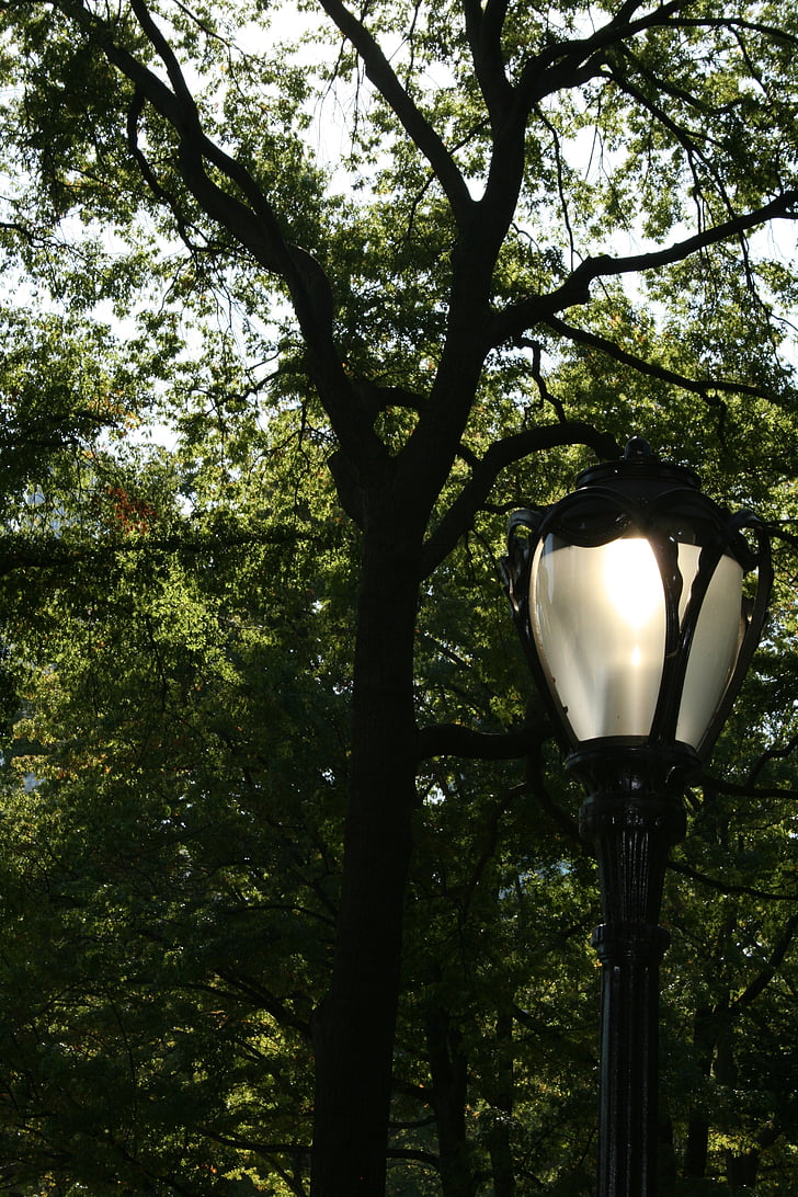 Street lampe, lampe, treet, trær, natur, Central park, NYC
