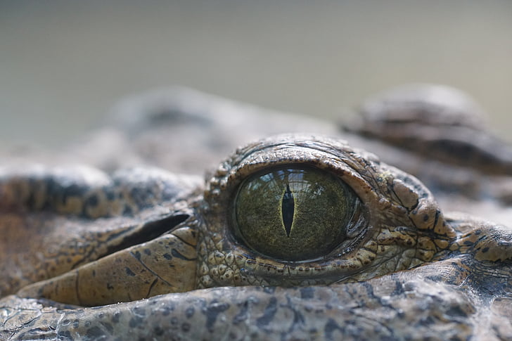 crocodile, eye, reptile, hunter