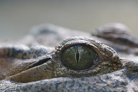 Крокодил, глаз, Рептилия, Хантер