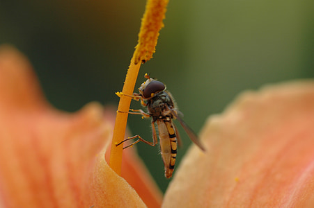 bee, macro, flower, orange, insect