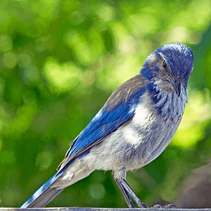 priroda, životinja, ptica, plava, siva, perje, Životinjski svijet