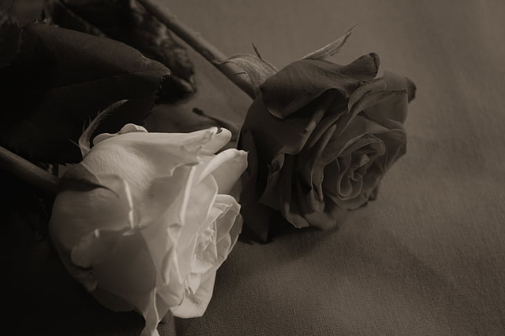 Троянда, Кохання, прихильність, Солодкий, сепія, романтичний, тендер