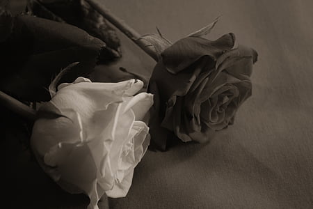 Róża, miłość, uczucia, słodkie, Sepia, romantyczny, przetarg